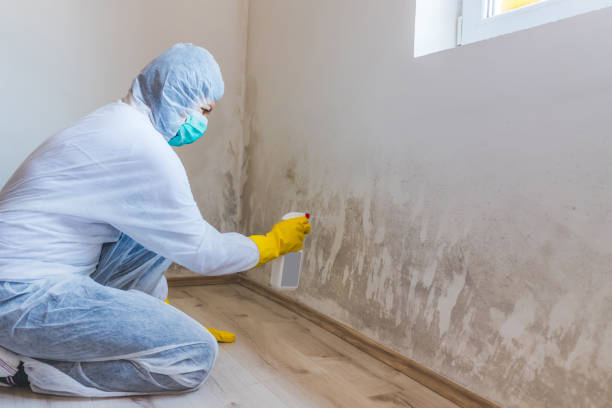Licensed Basement Mold Remediation service in Huntingdon, PA - WQB Mold Removal
