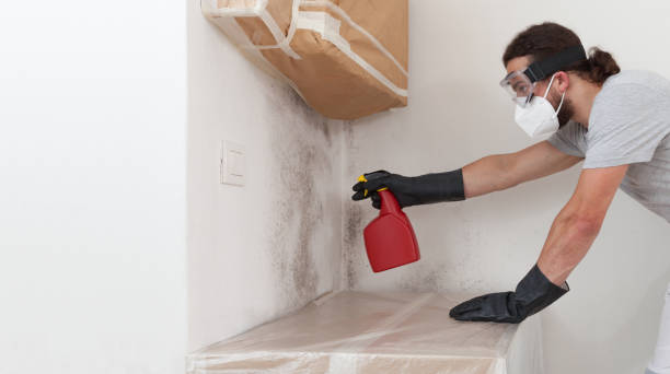 Professional Basement Mold Remediation technician working in Huntingdon, PA