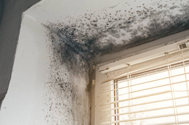 Affordable Basement Mold Remediation solutions in Huntingdon, PA