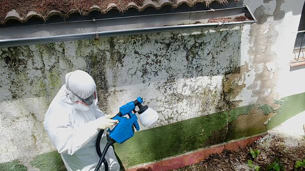 Top rated local Basement Mold Remediation specialists in Huntingdon, PA